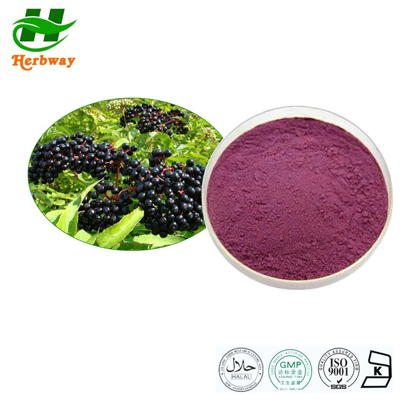 Free Sample Natural Supplements Anti-Oxidation Anthocyanidins Herb Extract Organic Elderberry Extract Powder