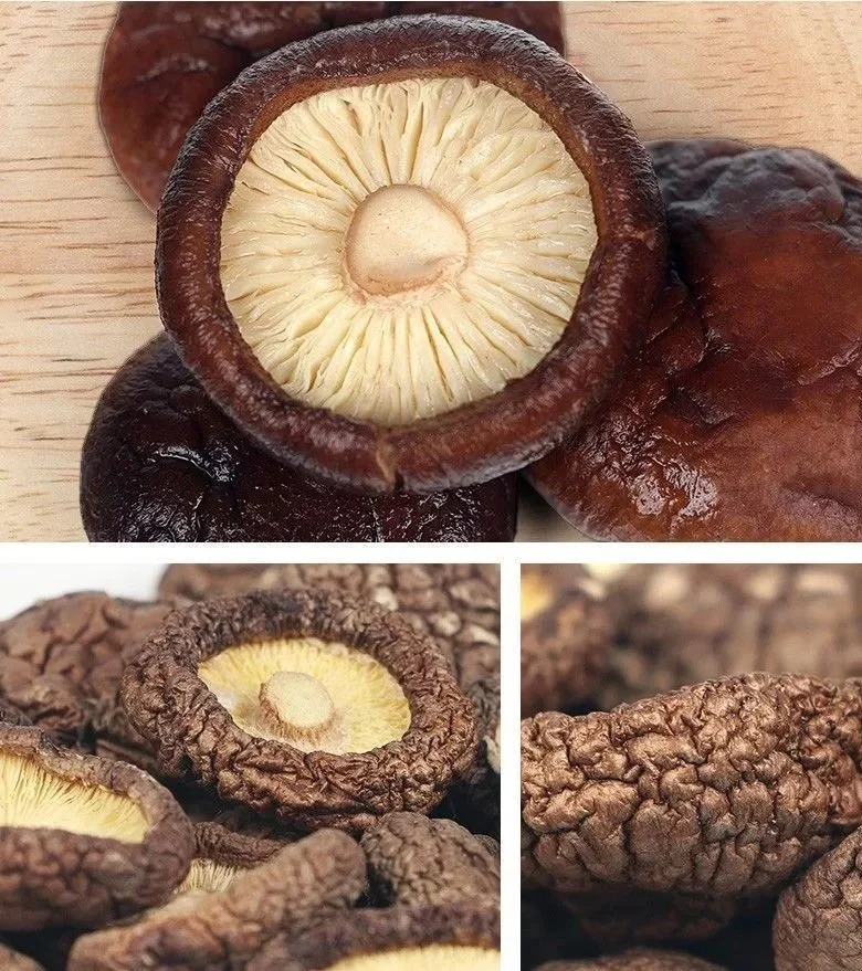 Hot Sale High Quality Dried Organic Dried Shiitake Mushroom