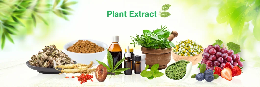 Organic Horsetail Extract or Natural Horsetail Herb Extract Silica Powder