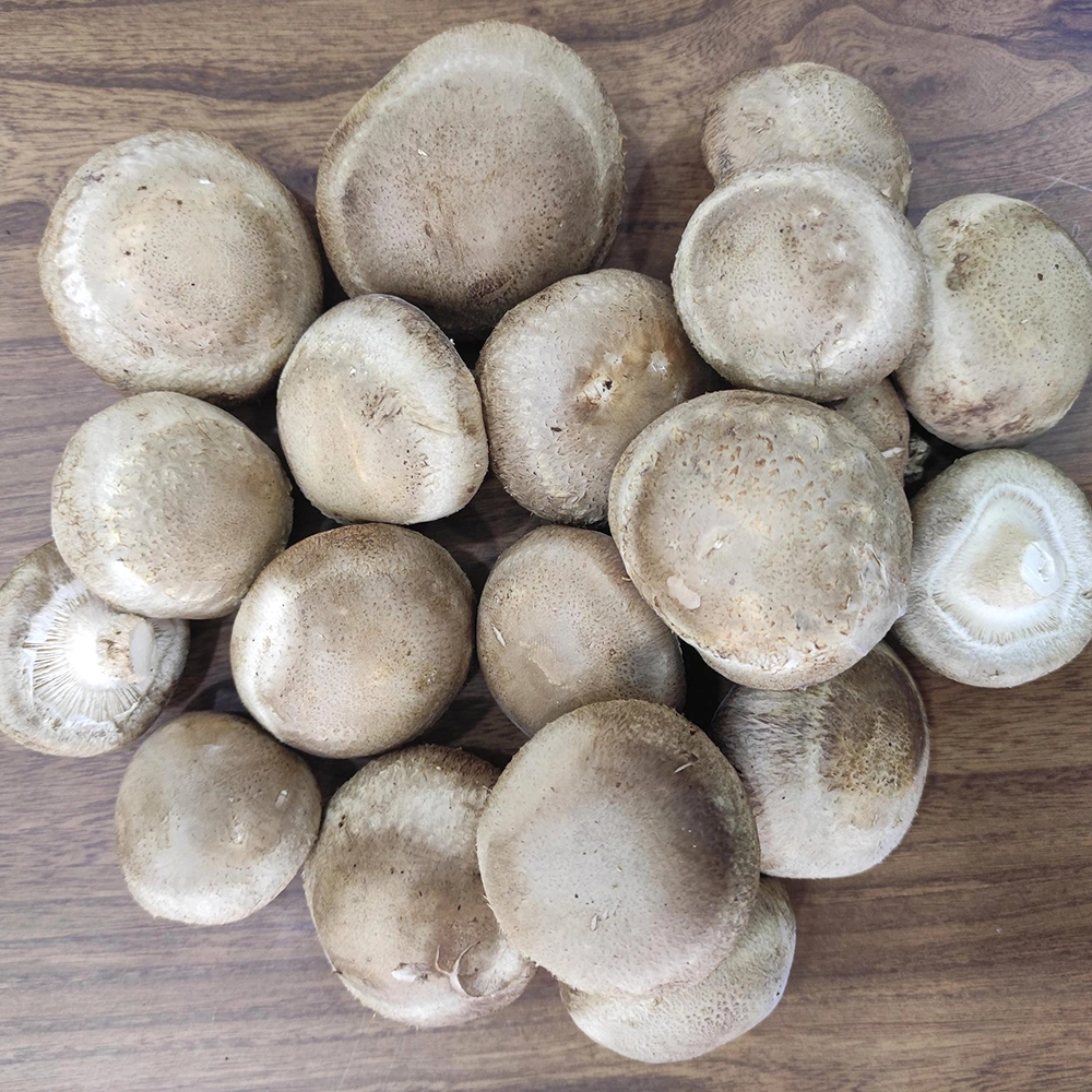 Fresh and Dried Organic Shiitake Mushroom