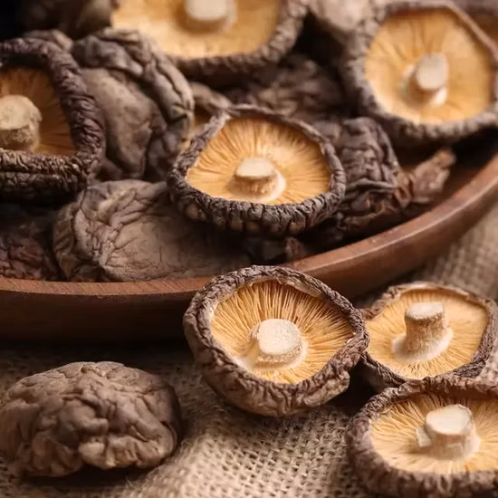 Griflola Frondosa Scheibe getrockneter Bio-Maitake-Pilz